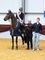 Aileen Craig & C&N Lockdown win the Scottish Branch Indoor Open Championship at Scottish Horse of the Year Show 2026